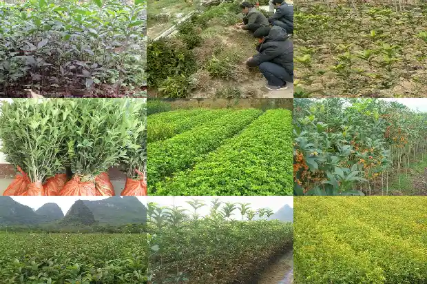 香喷喷的桂花树像什么比喻句1686443505140