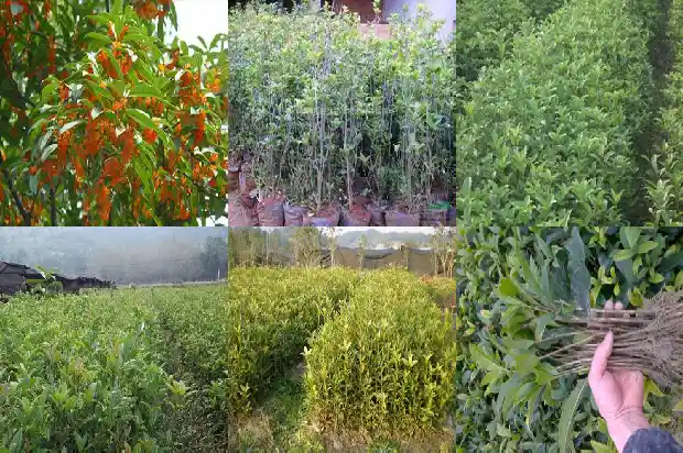 点点桂花开1686443547257