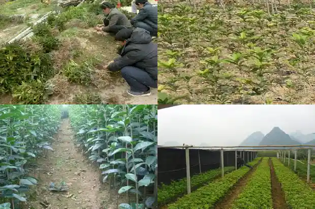 月桂和桂花树有啥区别1690245321325