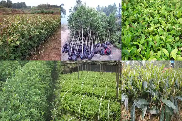 点点桂花开1686443547399