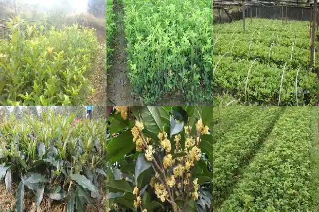 软糯香甜的桂花糕1686443569635