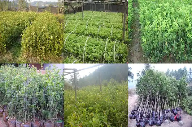 软糯香甜的桂花糕1686443569681