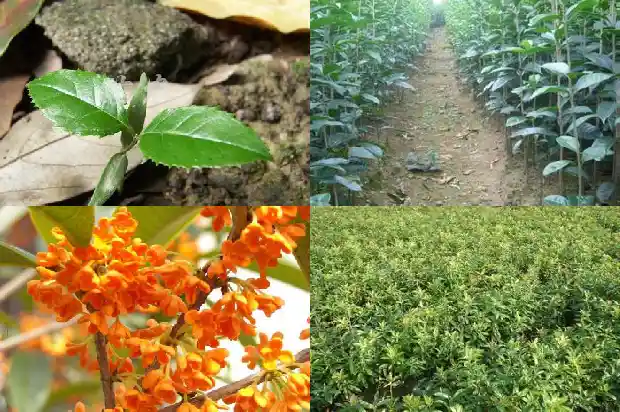 软糯香甜的桂花糕1686443569728