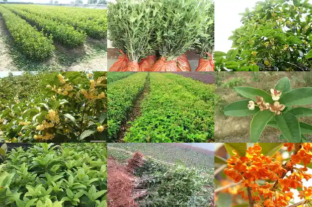 桂花糕的糕1686443589203