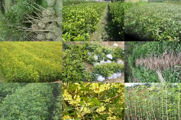 桂花糕的糕1686443589251