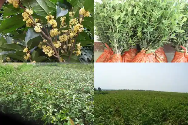难忘的桂花树1686443631068