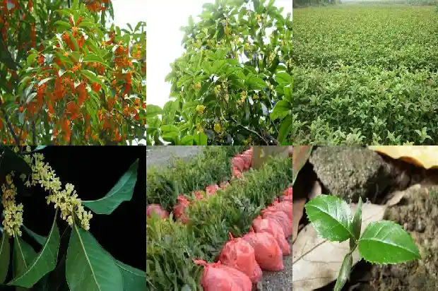 难忘的桂花树1686443631115