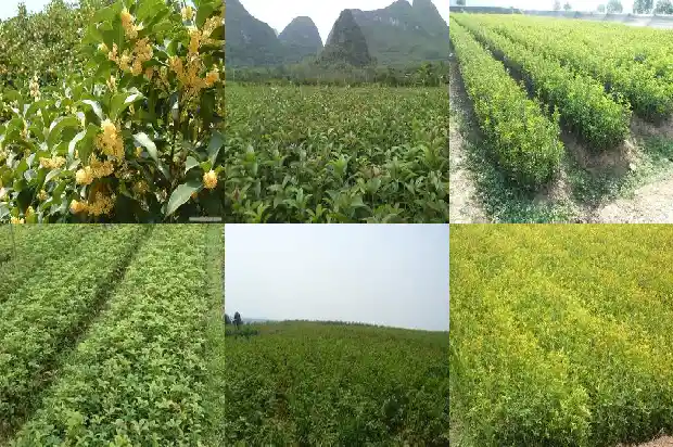难忘的桂花树1686443631161