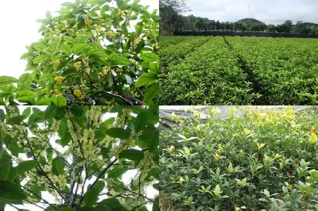 我最喜爱的桂花树1686443647277