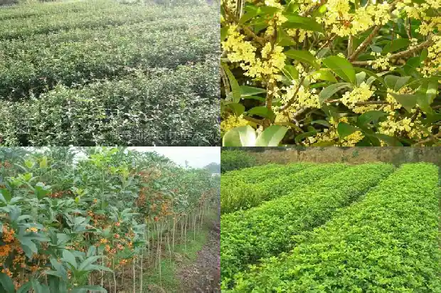 我最喜爱的桂花树1686443647324
