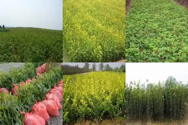 桂花树的由来或者传说1686443687462