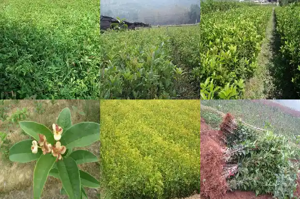 桂花树的由来或者传说1686443687509