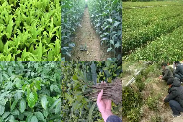 一棵桂花树像什么1686443727526