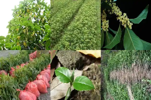一棵棵什么的桂花树1686443747616