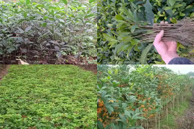 一棵棵什么的桂花树1686443747661