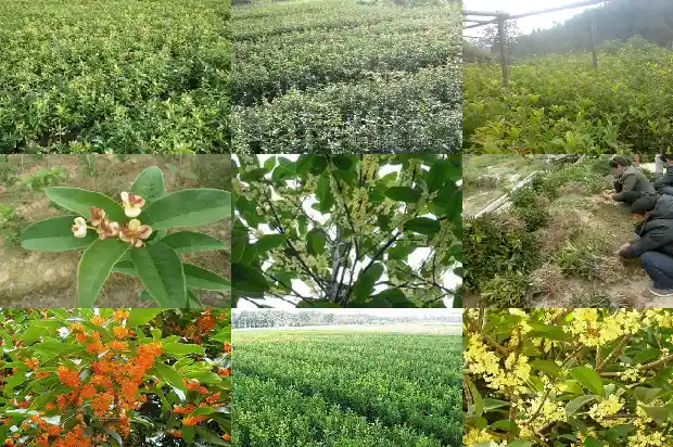 桂花树哪里买比较好养的1686443812159