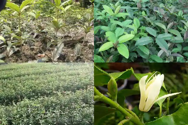 桂花树哪里买比较好养的1686443812206