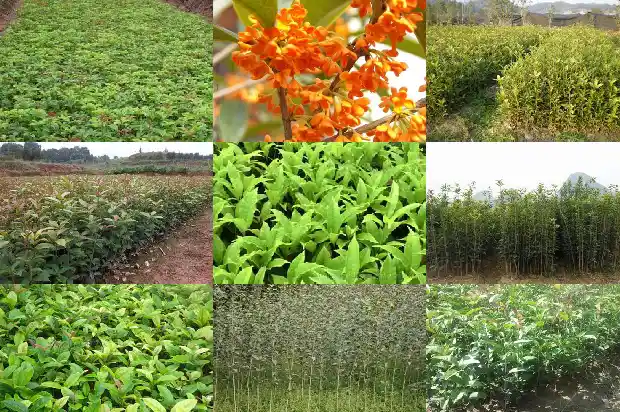 桂花树哪里买比较好养的1686443812300