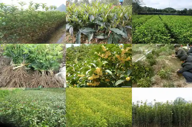桂花树哪里买比较好看又便宜1686443830557