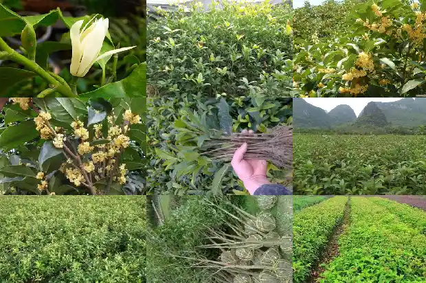 桂花树哪里买最好看又便宜1686443848487