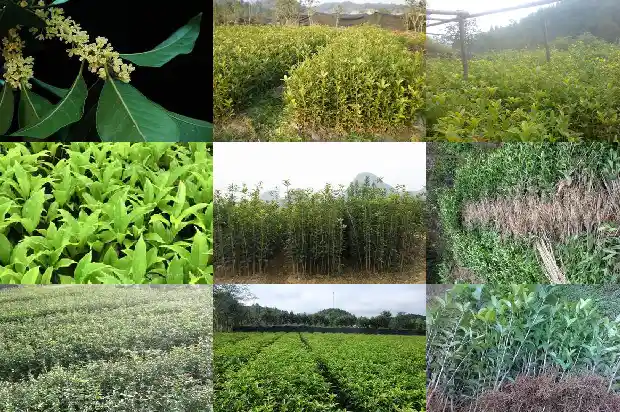桂花树盆景价格多少一盆好养活1688345944441