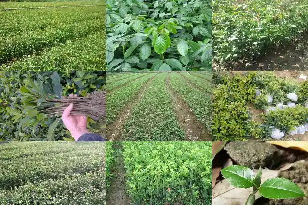 八月桂和四季桂花的区别1689899156417