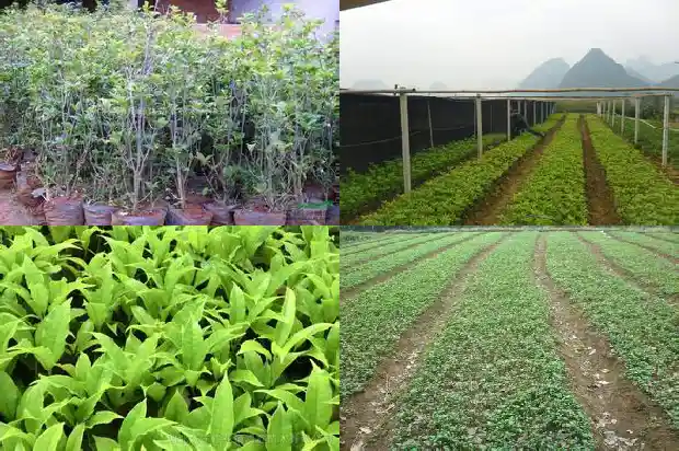 桂花苗木价格一览表大全1689726433437