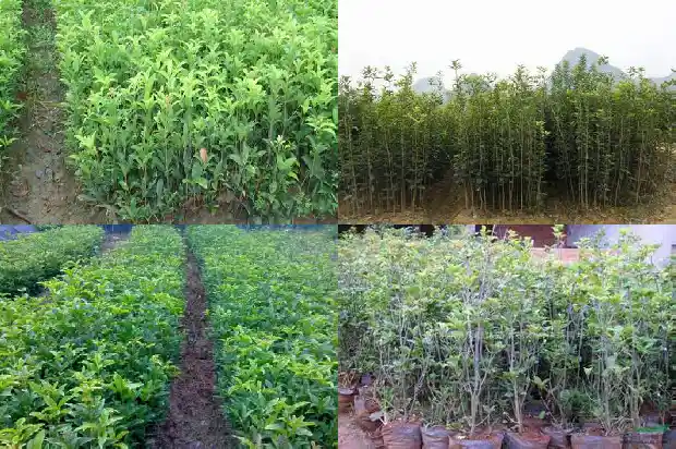 30公分的桂花树多少钱一盆1689640271604