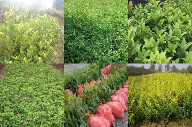 桂花树种什么地方最好活1688792589501