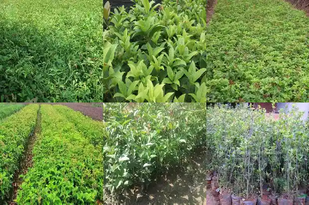 桂花树种在阳台吉利吗1690677604495