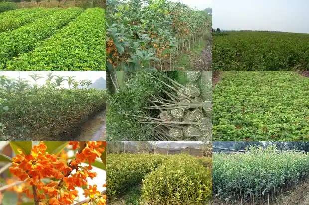 7公分桂花树要长多久才能开花1686444002339