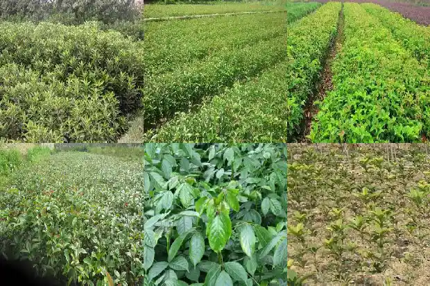 7公分桂花树要长多久才能开花1686444002386