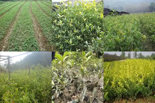 咸宁桂花苗圃基地地址1689985496575