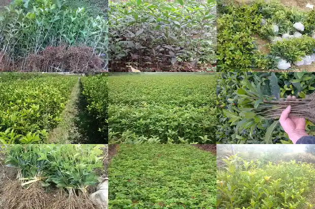 6公分桂花树什么时候移栽合适1686444042343