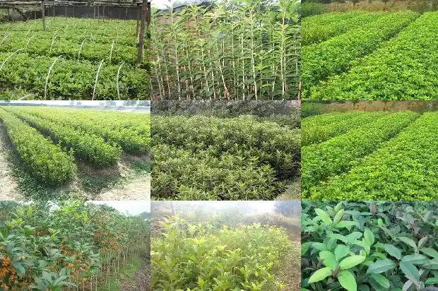 桂花什么时候摇花最合适1686444103225
