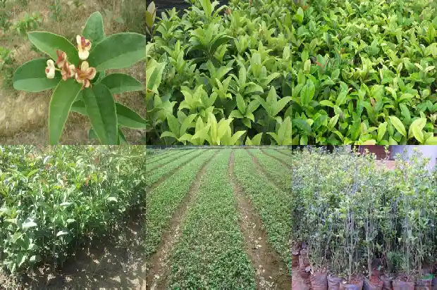 桂花什么时候摇花最合适1686444103273