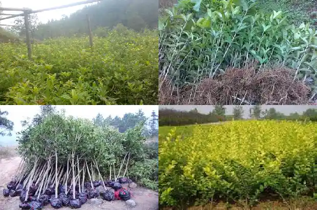 移桂花树几月份最好1686444123287