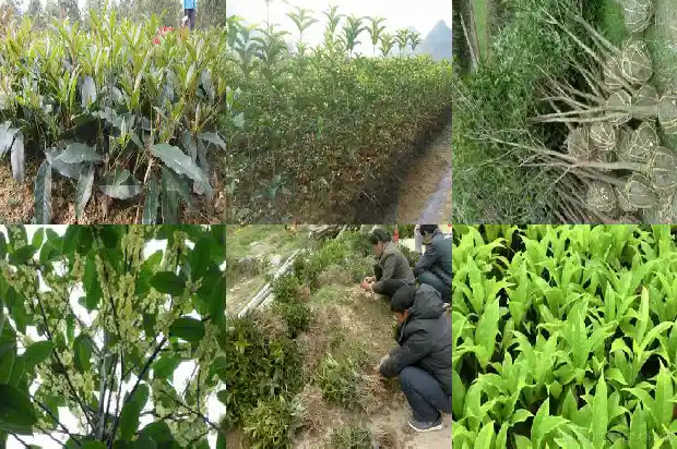 移桂花树几月份最好1686444123335