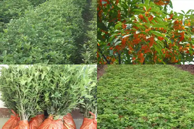 移桂花树几月份最好1686444123381