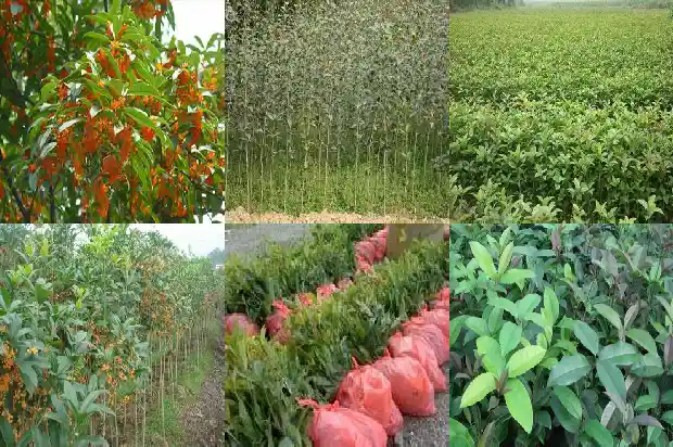 桂桂花什么季节开1686444145220