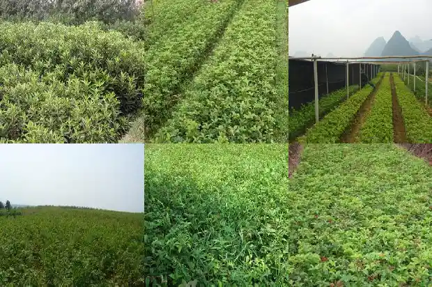 桂桂花什么季节开1686444145266