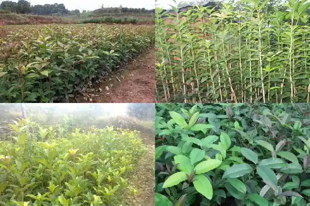 桂桂花什么季节开1686444145313