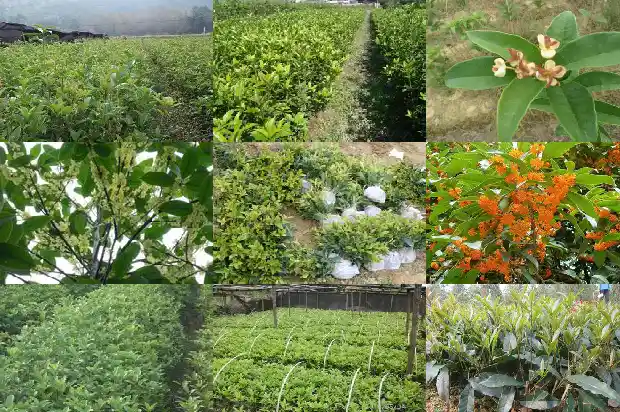桂桂花什么季节开1686444145360