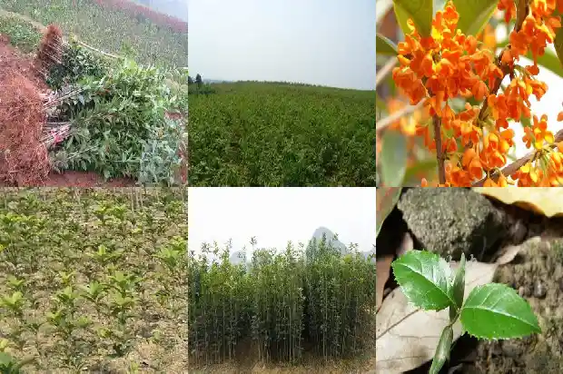 桂花树不直怎么办1686444243542