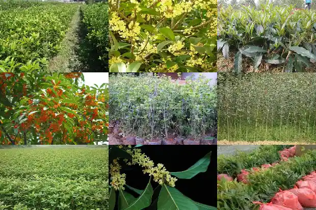 桂花树树干的特征1686444263353