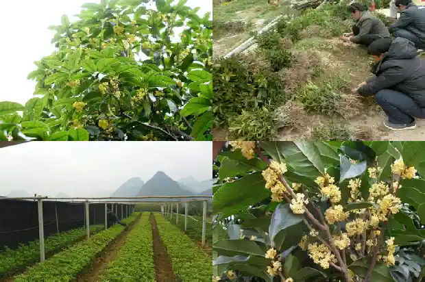 桂花树树干的特征1686444263447