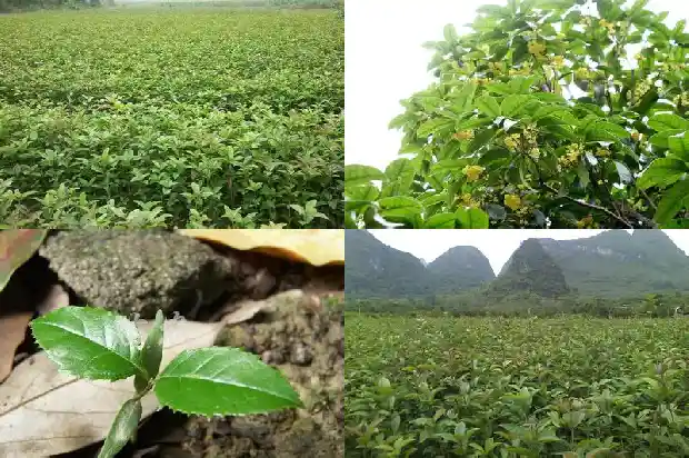 桂花树叶子下垂1686444301413