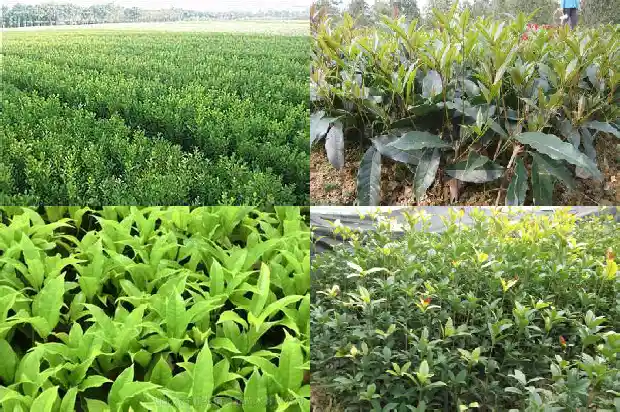 大型高杆桂花树种植方法1686444325222