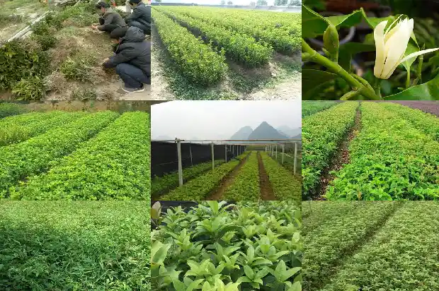 大型高杆桂花树种植方法1686444325316