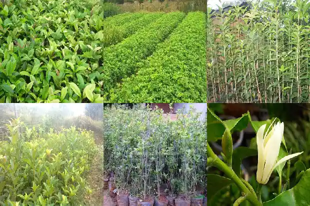 大型高杆桂花树种植方法1686444325363